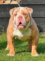 Old English Bulldog Dekreu, Dieren en Toebehoren, Honden | Bulldogs, Pinschers en Molossers, Rabiës (hondsdolheid), Reu, 1 tot 2 jaar