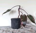Philodendron Pink Princess plant, Ophalen, Overige soorten, Halfschaduw, Minder dan 100 cm