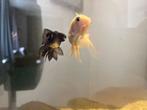 3 goudvissen, Dieren en Toebehoren, Vissen | Aquariumvissen, Vis, Zoetwatervis