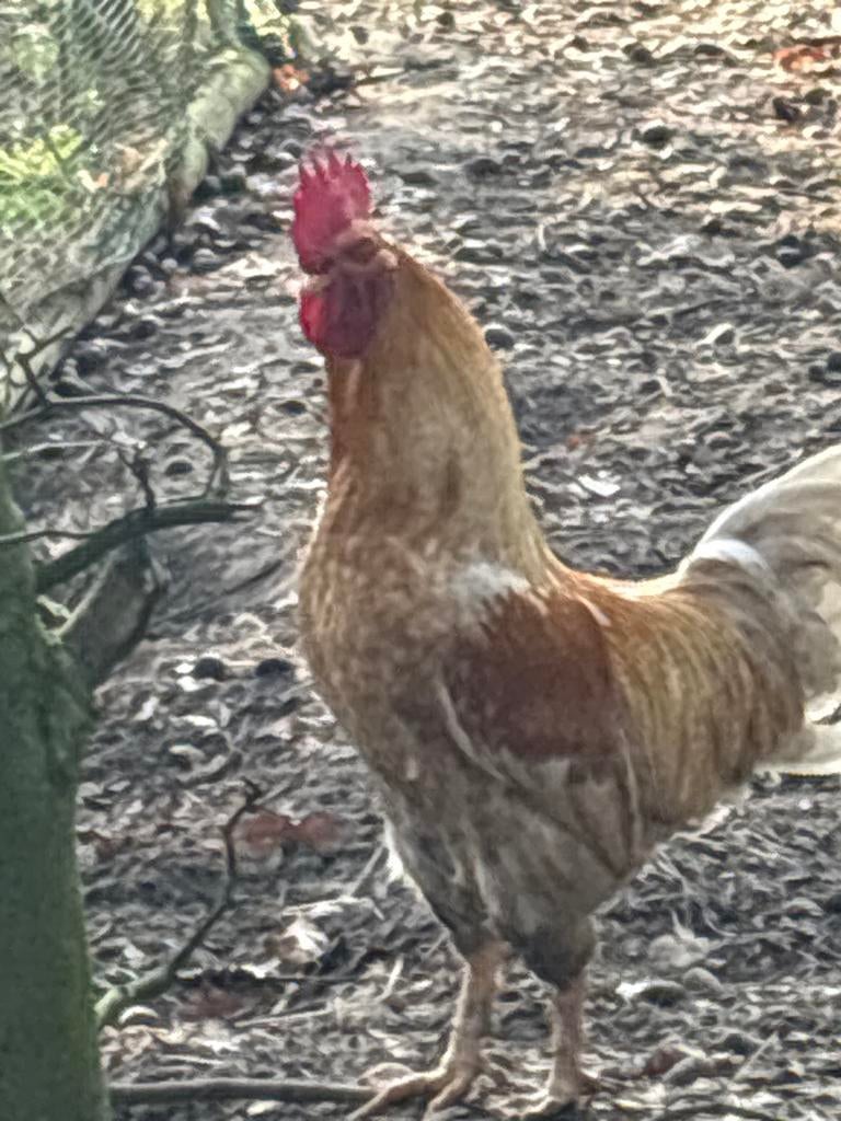 Haan te koop, Mannelijk, Kip