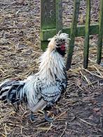 Jonge  haan, padua zwart-wit, Dieren en Toebehoren, Pluimvee, Mannelijk, Kip