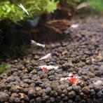 Fancy Tiger Red garnalen te koop, Kreeft, Krab of Garnaal, Zoetwatervis