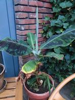 Musa, Aloë vera, Monstera, habanero plantjes v.a. 1€, Tuin en Terras, Ophalen, Zomer, Overige soorten, Volle zon