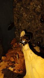 Headlight roach, Lucihormetica verrucosa, Dieren en Toebehoren, Insecten en Spinnen
