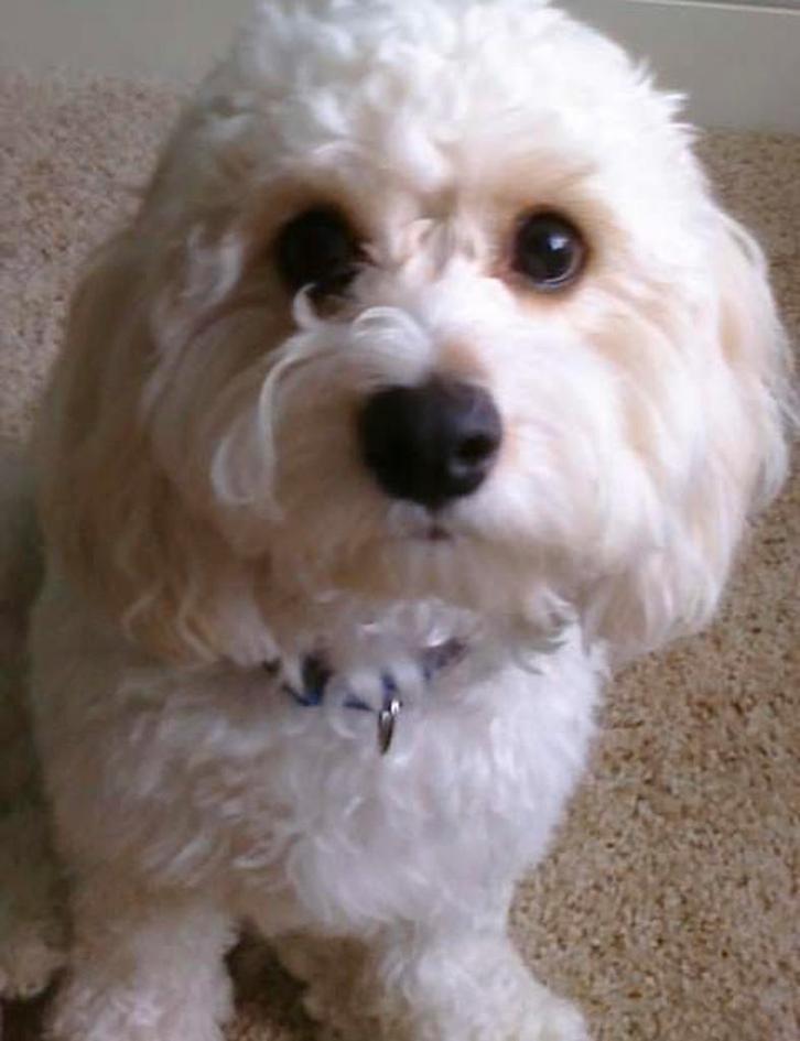 Cavachon Hond 9 jaar zoekt liefdevol huis, Dieren en Toebehoren, Honden | Niet-rashonden, Middel, Reu, Particulier, Eén hond, Nederland