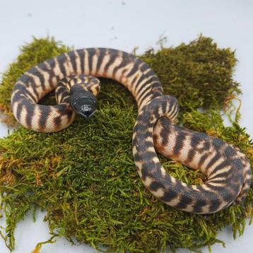 1.0 Zwartkoppython (Aspidites melanocephalus) nakweek 2024 beschikbaar voor biedingen