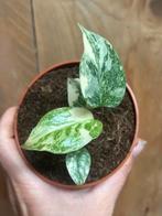 Monstera thai constellation plant variegata albo cream, Huis en Inrichting, Kamerplanten, Ophalen of Verzenden, Overige soorten