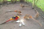Te koop nog een enkel koppel Goudfazanten van  2025., Dieren en Toebehoren, Pluimvee, Meerdere dieren, Overige soorten
