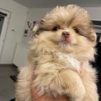 2 prachtige meiden kruising maltezer / pomeriaan, België, Particulier, Rabiës (hondsdolheid), Overige rassen