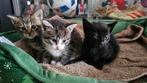 TAMME Kittens/Katertjes zoeken een nieuw huisje., Kater, Kortharig, 0 tot 2 jaar