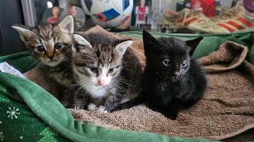 TAMME Kittens/Katertjes zoeken een nieuw huisje. beschikbaar voor biedingen