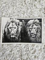 Oude Postkaart Leeuwen Burgers' Zoo Arnhem 1960, Ophalen of Verzenden, 1940 tot 1960, Ongelopen