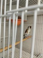 Majoor putter pop xxl 2024, Dieren en Toebehoren, Vogels | Overige Vogels, Vrouwelijk, Wildzangvogel