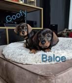 Ruwe Dwerg Teckelreu pups  te koop. Black- Tan. 6-1-2026, Dieren en Toebehoren, Dwerg, Meerdere, Meerdere dieren, Ruwhaar