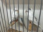 Blackface dun fallow, Dieren en Toebehoren, Vogels | Parkieten en Papegaaien, Meerdere dieren, Parkiet