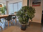 Crassula Ovata, Huis en Inrichting, Kamerplanten, Ophalen, Halfschaduw, 100 tot 150 cm