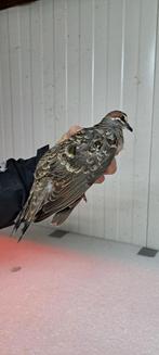 Bronsvleugel doffer, Dieren en Toebehoren, Mannelijk, Tropenvogel