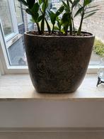 Groote vaas, Ophalen of Verzenden