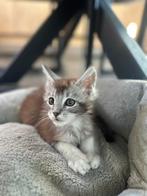 Maine Coon kittens, Dieren en Toebehoren, Katten en Kittens | Raskatten | Langhaar, Meerdere dieren, Gechipt, 0 tot 2 jaar