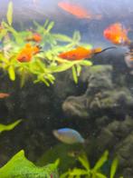 Zwaarddragers tijgers, Dieren en Toebehoren, Vis