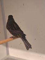 1-0 Zwart kobalt geel schimmel man 2025, Dieren en Toebehoren, Vogels | Kanaries, Mannelijk, Kleurkanarie