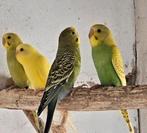 Jonge grasparkieten, Dieren en Toebehoren, Vogels | Parkieten en Papegaaien, Meerdere dieren, Parkiet, Tam