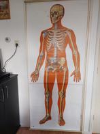 Vintage skelet lichaam museum Dresden xxl anatomische poster, Ophalen of Verzenden