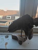 Houten Vis Beeld, Ophalen