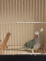 Kweek rijpe en jonge halsbanden, Meerdere dieren, Parkiet