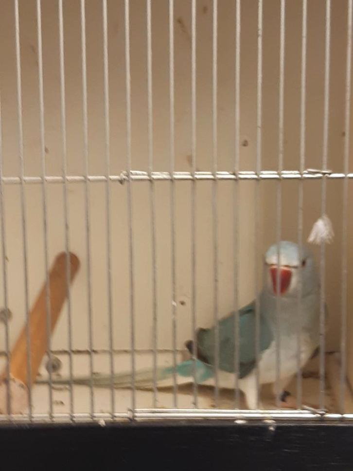 Kweek rijpe en jonge halsbanden, Dieren en Toebehoren, Vogels | Parkieten en Papegaaien, Parkiet, Meerdere dieren