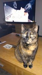 Hele lieve aanhankelijke poes, Dieren en Toebehoren, Katten en Kittens | Overige Katten, Poes
