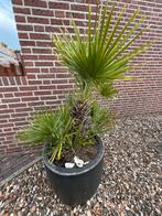 Mooie winterharde palm in pot, Ophalen, Palm, In pot, Minder dan 100 cm