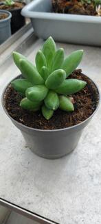 Diverse stekken vetplanten - kamerplanten, Ophalen of Verzenden, Halfschaduw, Minder dan 100 cm