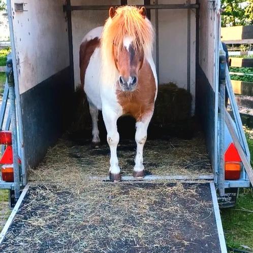 Hulp pony's gezocht, Dieren en Toebehoren, Stalling en Weidegang