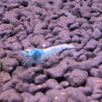 Blue Bolt Caridina garnalen  beschikbaar voor biedingen