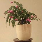 Lidcactus roze groot 45 cm, Huis en Inrichting, Cactus, Minder dan 100 cm, Bloeiende kamerplant, Halfschaduw