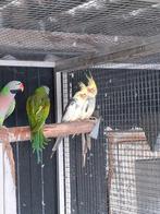 Koppel bonte valken, Meerdere dieren, Parkiet