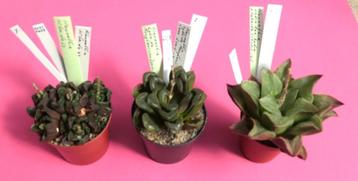 Cactussen en vetplanten: mooie haworthia's beschikbaar voor biedingen