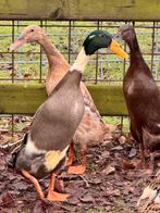 ‼️ Spoed: loopeend woerd zoekt rustig 5⭐️ thuis 🦆, Meerdere dieren, Eend