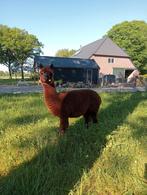 Alpaca merrie, Dieren en Toebehoren, Overige Dieren, Vrouwelijk, Voor 1 juli 2024