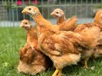 Jonge New Hampshire hennen en evt. een haan, Dieren en Toebehoren, Pluimvee, Meerdere dieren, Kip