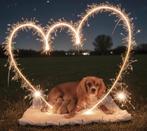 Zeer knappe cavapoo pups huiselijk nestje, Parvo, België, Particulier, Overige rassen