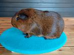 Leuke cavia's  mogen verhuizen, Cavia, Juni, Mannelijk, Tam