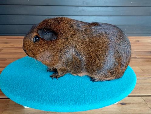 Leuke cavia's  mogen verhuizen, Dieren en Toebehoren, Knaagdieren, Mannelijk, Cavia, Juni, Tam
