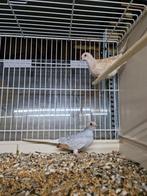 Mooi diamant duifen, Dieren en Toebehoren, Vogels | Overige Vogels, Meerdere dieren