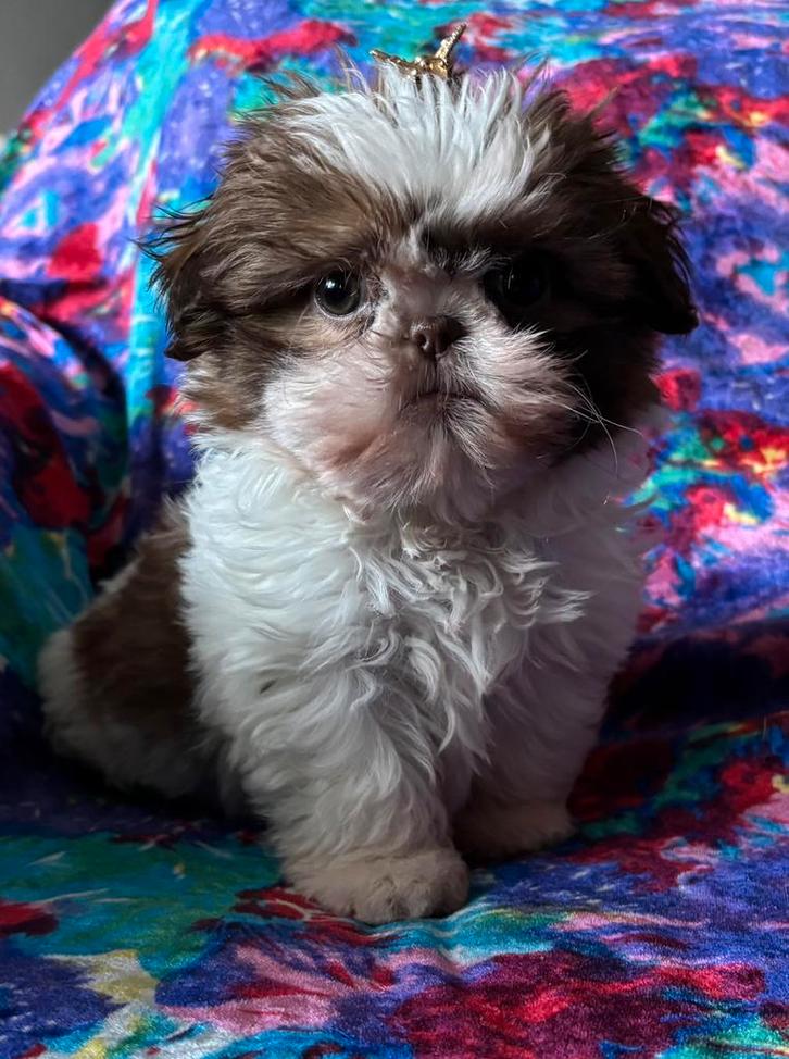 Shih tzu teefje chocolade-wit, Dieren en Toebehoren, Honden | Chihuahua's en Gezelschapshonden, Teef, Overige rassen, Particulier