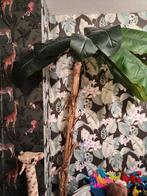 Bananen plant in pot, Ophalen of Verzenden