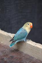 Jonge Agapornis Fisheri | Baby´s | Handtam | Div. Kleuren, Geslacht onbekend, Dwergpapegaai of Agapornis, Geringd