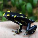 Forse Dendrobates tinctorius 'Alanis', Dieren en Toebehoren