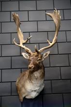 Opgezet hert, hertenkop, opgezette dieren, opgezet dier, Verzamelen, Dierenverzamelingen, Ophalen, Nieuw, Hert, Opgezet dier